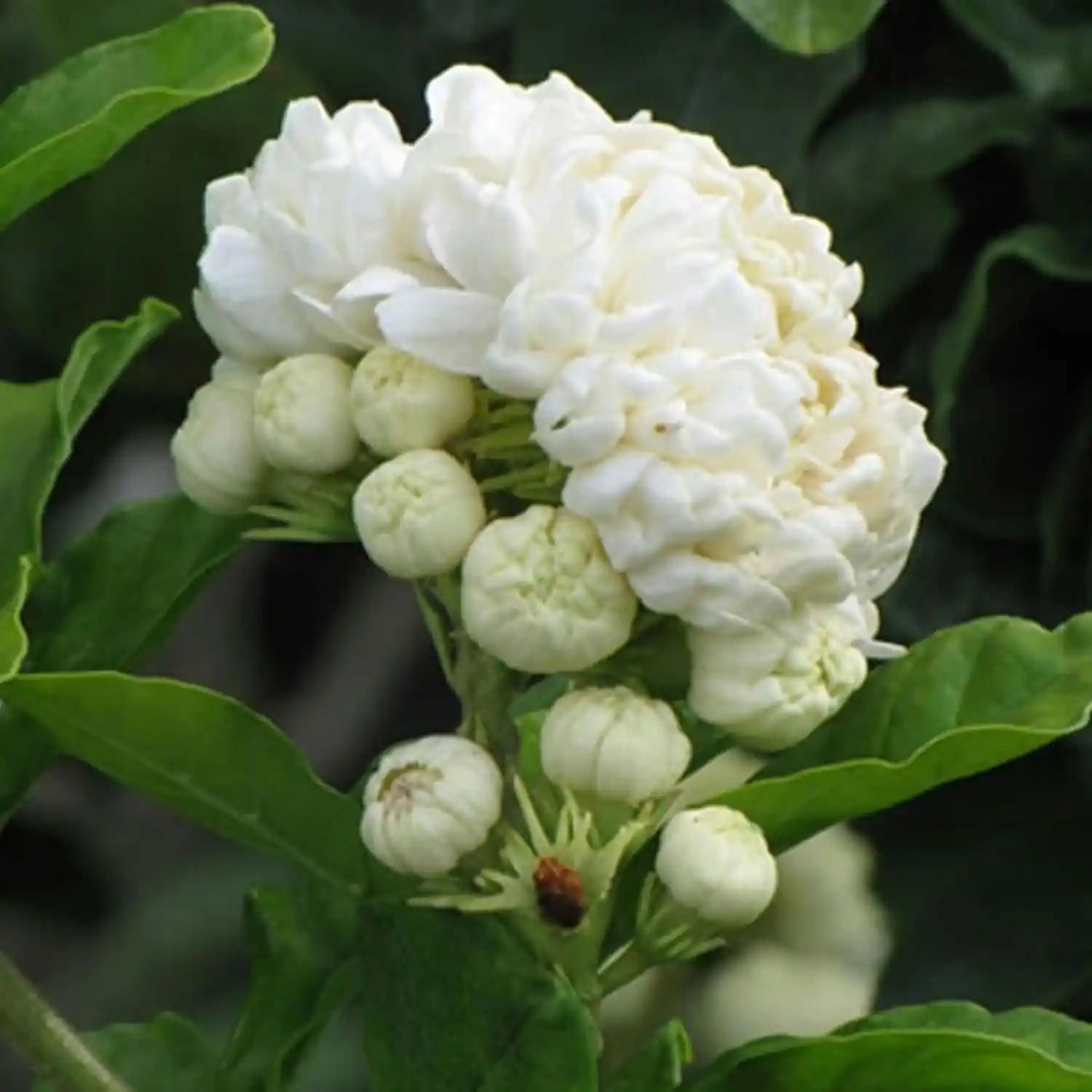 Hazari Mogra